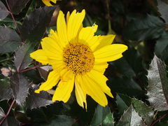IMG_4363.JPG