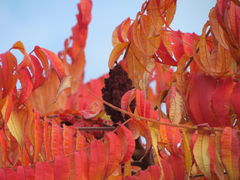 IMG_4474.JPG