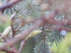IMG_5316.JPG