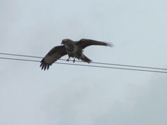 IMG_5552.JPG