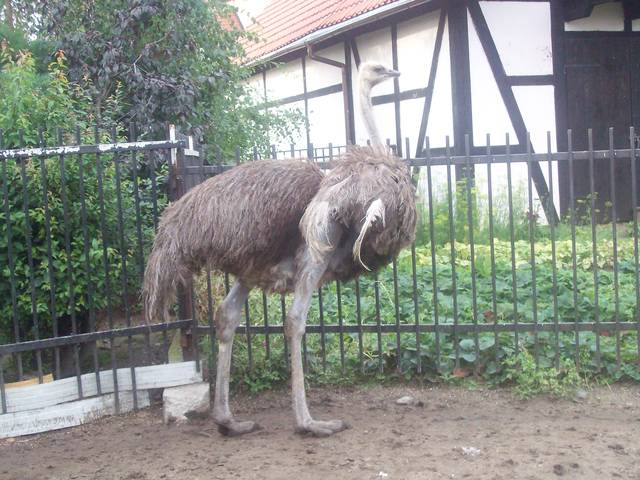 Struś pędziwiatr - _Bezdomna_