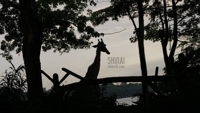 Shinai