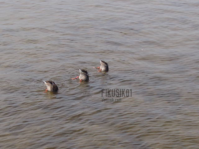 fikusik01