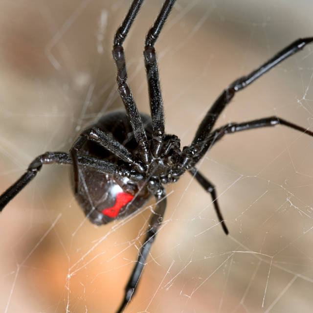 BlackWidowCauchemar