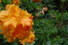 DSC_2164.JPG