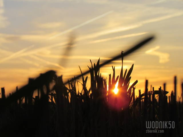 IMG_7303.JPG - wodnik50