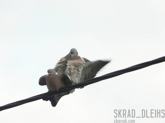 4 - skrad_dleihs