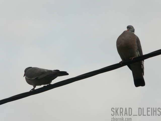 5 - skrad_dleihs