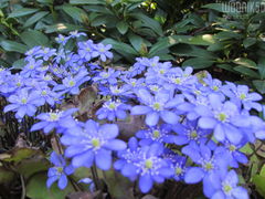 IMG_7475.JPG