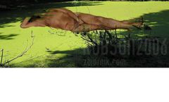okładka.JPG