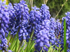 IMG_7772.JPG