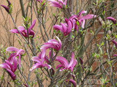 IMG_7782.JPG