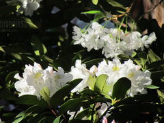 rododendron
