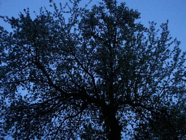 Gra cieni - InTheSilenceOfTheNight