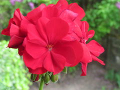IMG_8351.JPG
