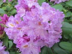 IMG_8478.JPG
