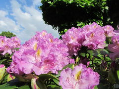 IMG_8529.JPG