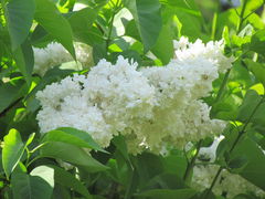 IMG_8522.JPG