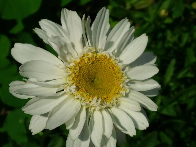 Pan_Stanowczy