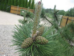 IMG_7768.JPG