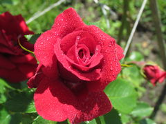 IMG_8564.JPG