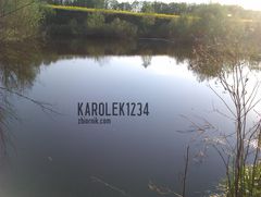 staw z żabami