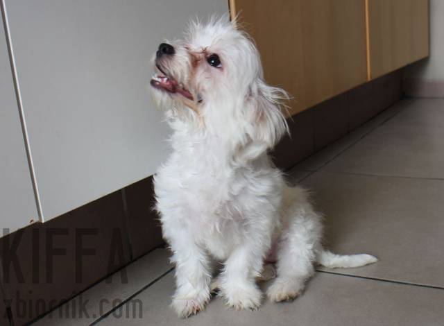 coco 2.jpg - kiffa