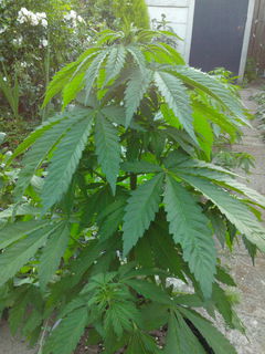 IMG-20140611-WA0005.jpg
