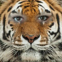 Mrrrr....