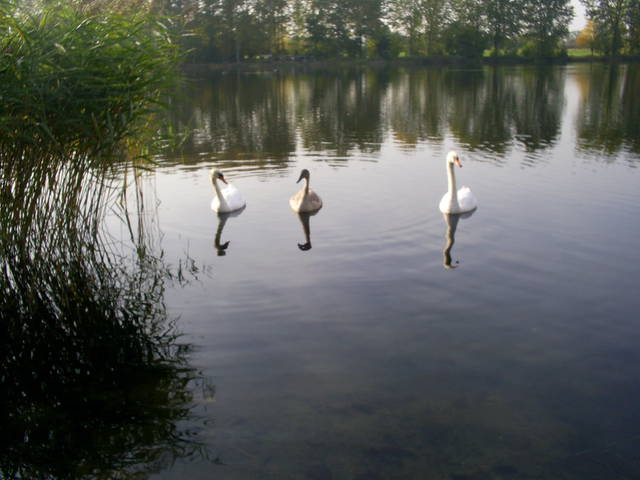 S4020453.JPG - swanlake