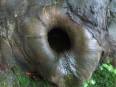 NATURA
