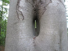 NATURA