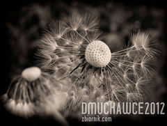 dmuchawce