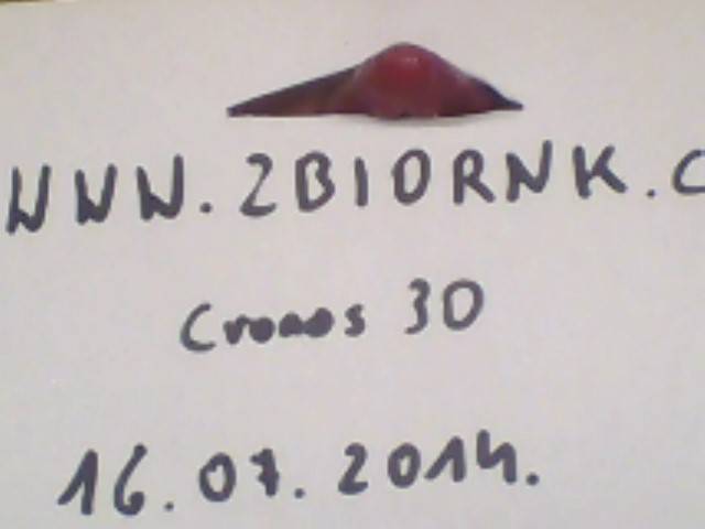 cronos30