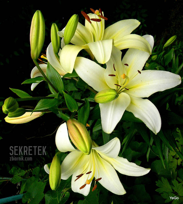 sekretek