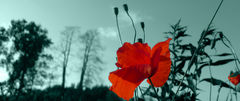 _1170241.jpg