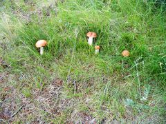 na grzyby  :)dobre? jadalne?