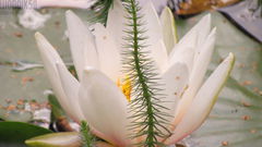 nenufar