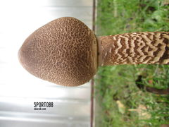 Obraz 040.jpg