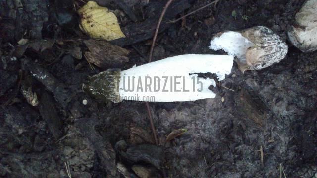 natura lubi podobieństwa - twardziel15