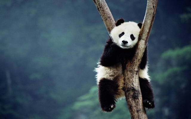 sad_panda - BeyondBelief