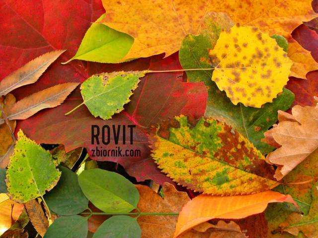 Rovit