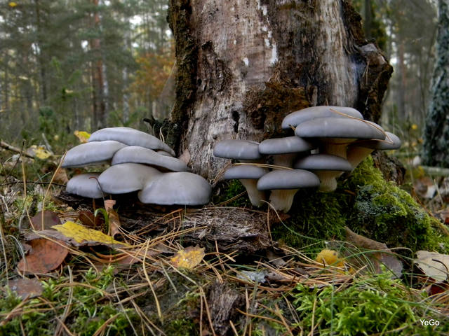 sekretek
