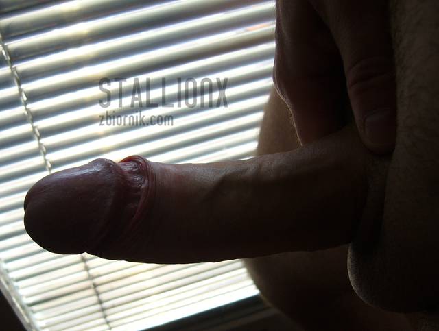 foto1.jpg - stallionx