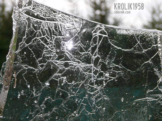 krolik1958