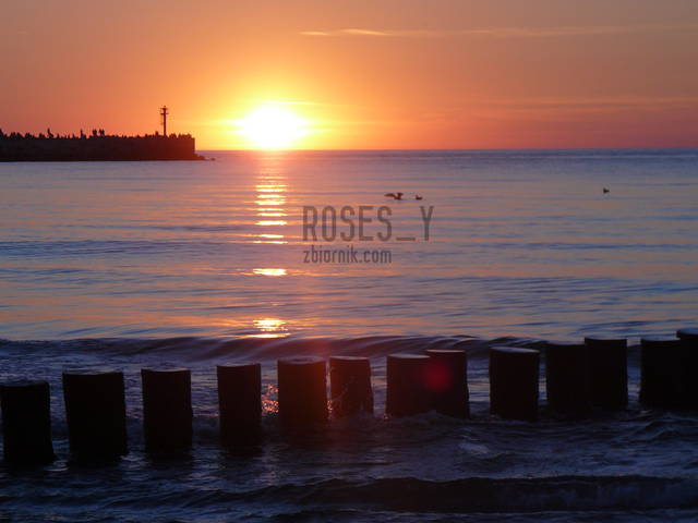 Roses_y