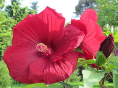 IMG_0486.JPG