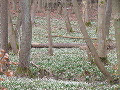 śnieżyce