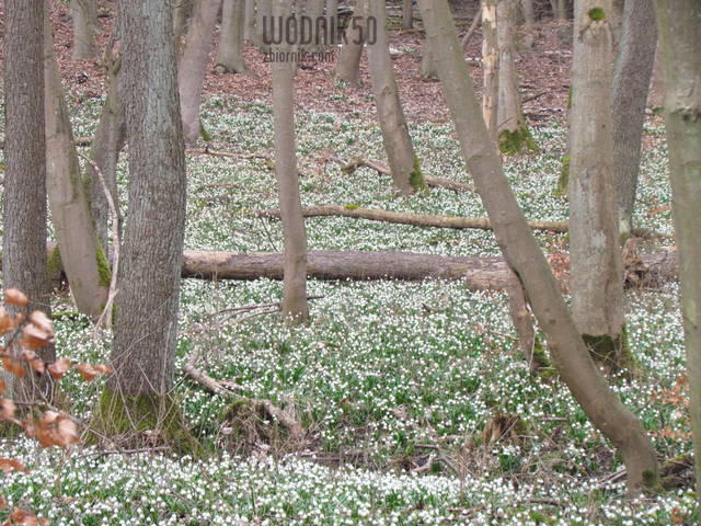 śnieżyce - wodnik50
