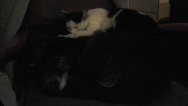 20150218_210137.jpg - irena1964